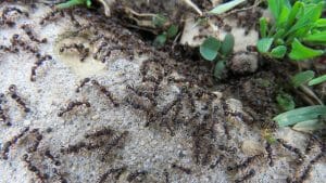 ants swarming on stony ground
