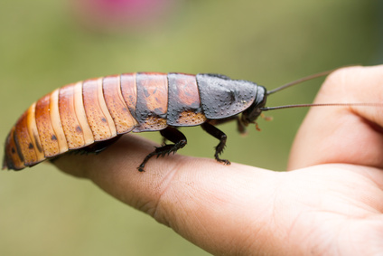 cockroach on a person's finger