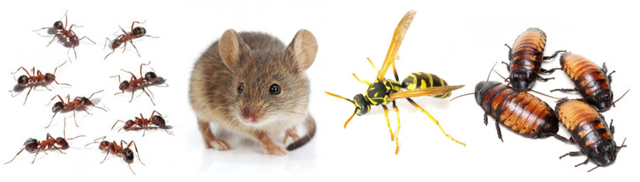 different types of pests