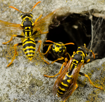 wasps in their nest