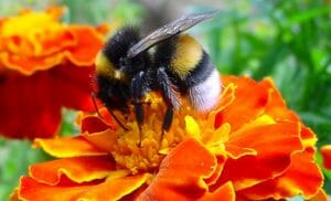 bumble bee is pollinating flower