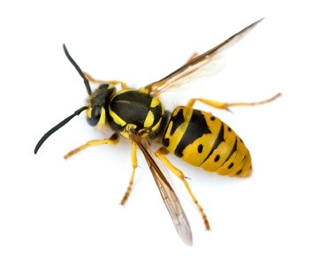 wasp in white background