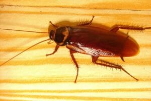 american cockroach on wooden floor