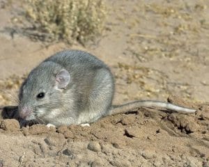 grey rat on soil