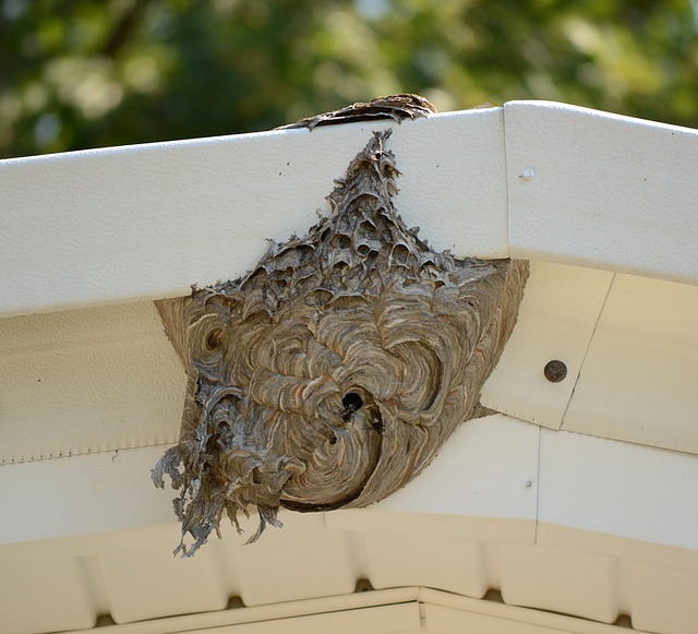 bee hive on rooftop