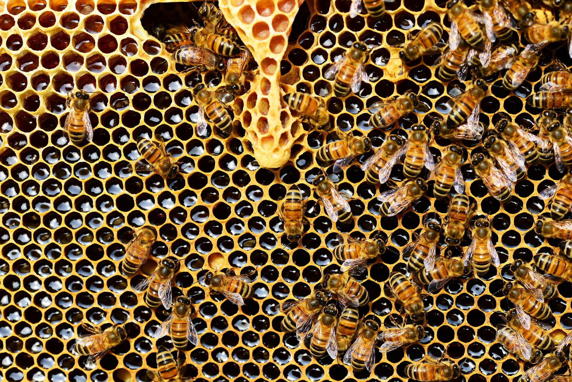 bee colony