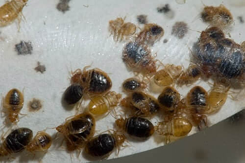 bed bugs and their nest