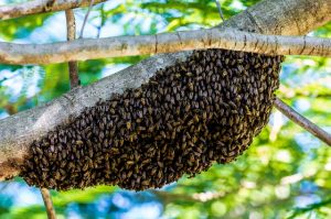 Picture of hiking bees in a tree