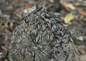 winged termites on log