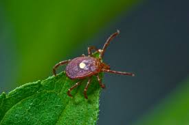tick on the edge of green leaf