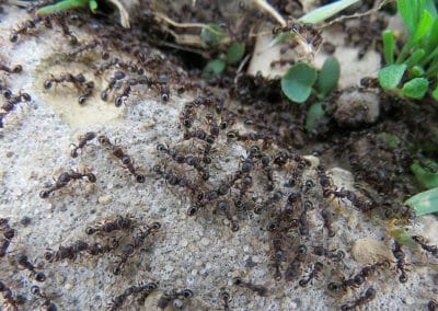 ants swarming on stone