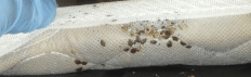 adult bed bugs and fecal stains on mattress
