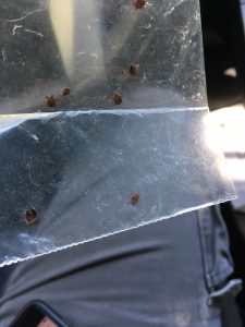 ticks caught in a plastic bag